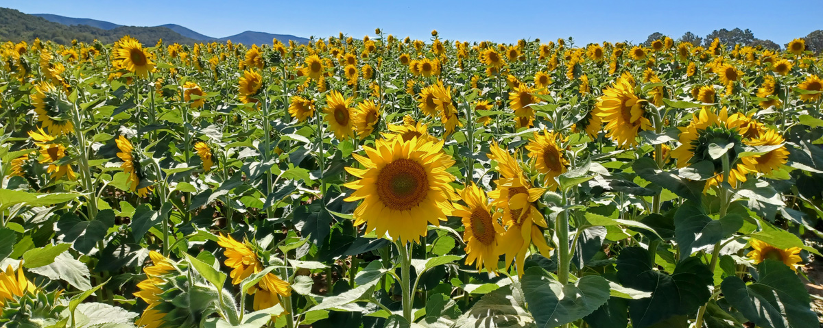 The Joy of the Beaver Dam SunFlower Festival 2024